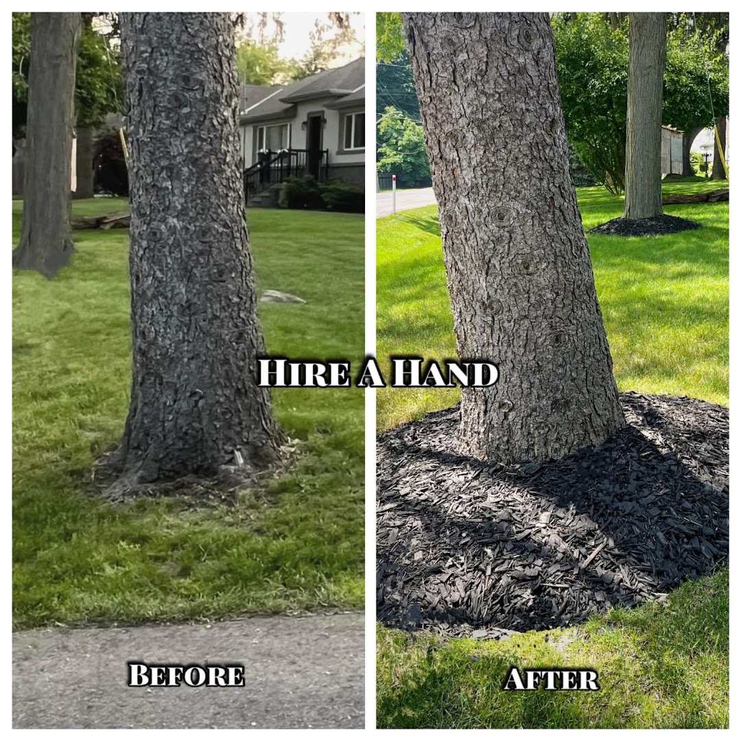 Tree ring finished with fresh black mulch